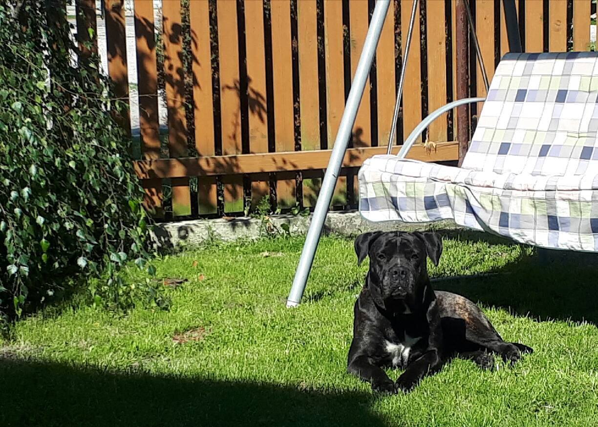 Misia 31.08.2017 oficjalnie została zaadoptowana przez Opiekunów Tymczasowych-Stali się Rodziną na dobre i na złe 